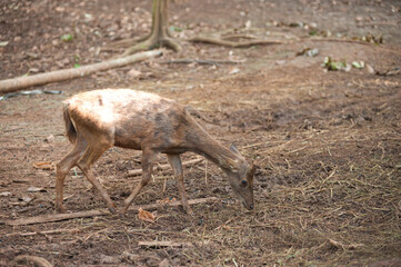 Farming deer in natural farms