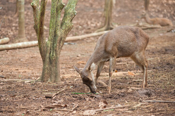Farming deer in natural farms