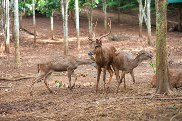 Farming deer in natural farms