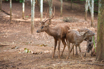 Farming deer in natural farms