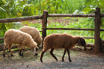 Sheep farming in a nature farm
