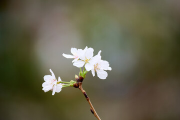 Close-up image of cherry blossom (sakura) blooming in Shek Mun, Hong Kong