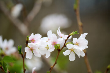Obraz premium Close-up image of cherry blossom (sakura) blooming in Shek Mun, Hong Kong
