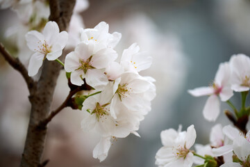 Close-up image of cherry blossom (sakura) blooming in Shek Mun, Hong Kong