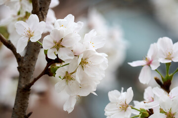 Obraz premium Close-up image of cherry blossom (sakura) blooming in Shek Mun, Hong Kong