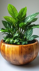 Obraz premium Potted plant in wooden bowl