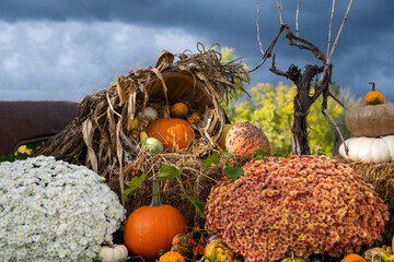 autumn harvest of pumpkins