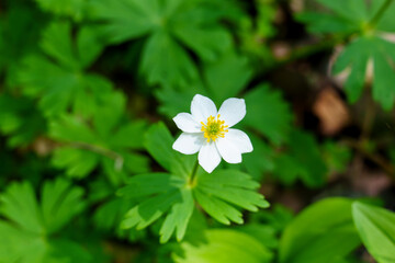 Solitary Anemone Blooming in Early Spring