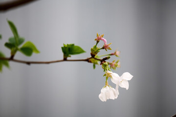 Close-up image of cherry blossom (sakura) blooming in Shek Mun, Hong Kong