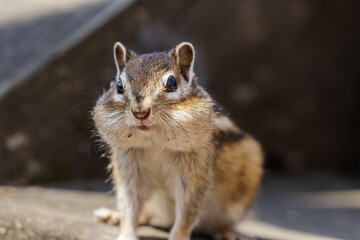 Close up of a chipmunk sitting on a wooden bench