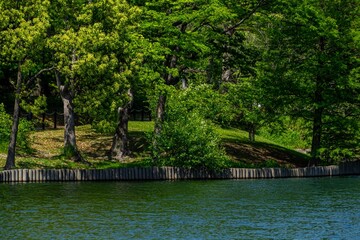 Obraz premium 新緑に満ちた安らぎの森