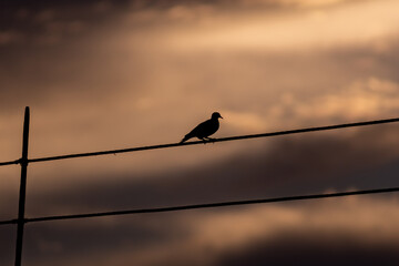 Silhouette of a pigeon sitting on a wire in the sunset