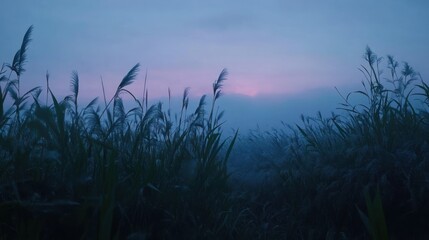 Obraz premium Tall grass with sunrise in a purple and blue landscape