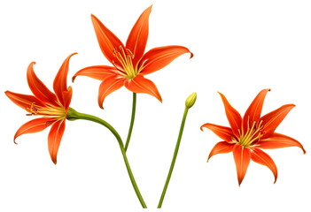 Flame Lily Blossoms Blooming in Vibrant Summer Garden
