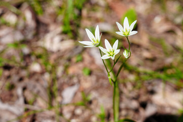 Palmate Syneilesis Emerging in Spring Forest