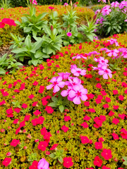 Phlox subulate flowers in the garden. Blooming creeping moss for landscape design. Bright beautiful flower covering the ground. Photo wallpapers in red colors. Growing carpet in nature.