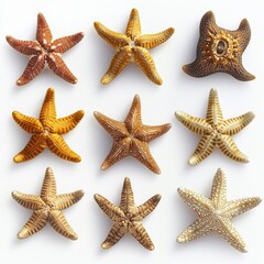 Assorted starfish specimens.  A collection of various starfish, showcasing different colors and textures,  arranged in a grid pattern against a plain white backdrop