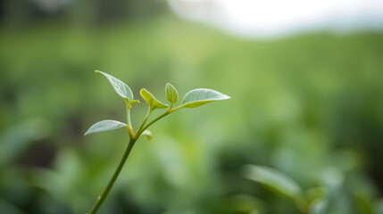 Obraz premium Tea Plant Sprout, Vibrant Growth, Beginning of Premium Tea