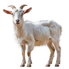 Fototapeta premium Majestic white goat portrait showcases farm animal isolated against transparency