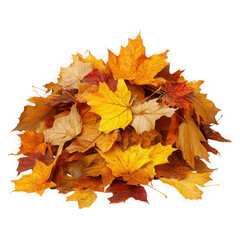Fototapeta premium Pile of Colorful Autumn Maple Leaves Fall Season png transparent background 