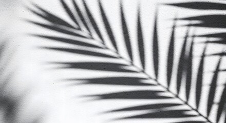 Obraz premium Monochrome Palm Leaf Shadow Overlay: Elegant Abstract Background Texture for Design Projects