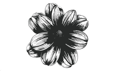 Bold flower blossom with many petals outlined in sketch style on white