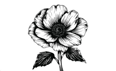 Blooming Anemone Flower with Detailed Petals, Stem, and Leaves on White Background