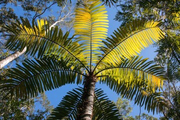 Naklejka premium Tropical palm canopy