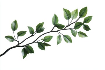 Obraz premium Delicate branch with vibrant leaves
