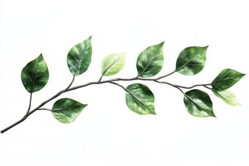 Fototapeta premium Delicate branch with vibrant leaves (1)