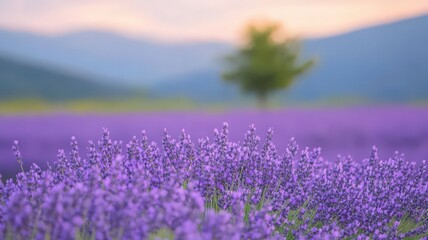 Fototapeta premium Purple Lavender Field at Sunset