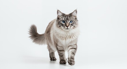 Gray and White Fur Maine Coon Cat with Blue Eyes Walking Forward on White Background