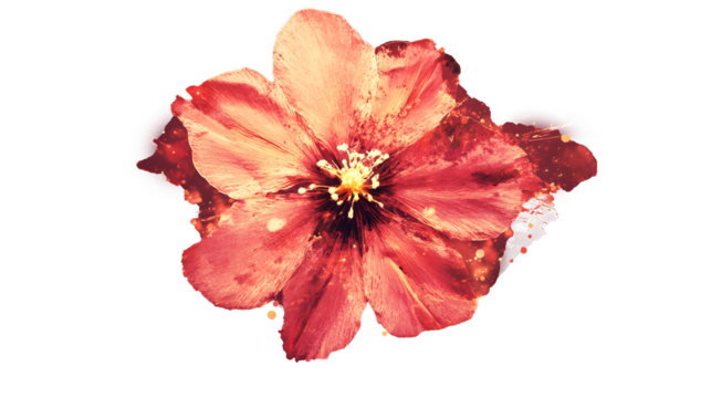 Bright Floral Art with Abstract Orange Splashes on Transparent Background - Powered by Adobe