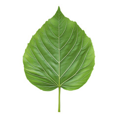 Obraz premium Large Green Leaf with Intricate Veins on a Transparent Isolated on transparent background