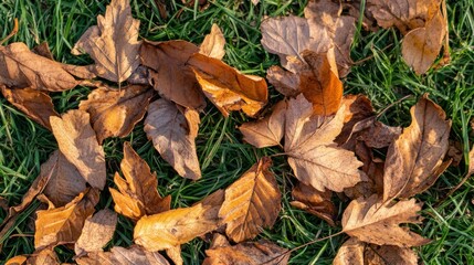 Brown autumn leaves scattered across a vibrant green grassy lawn
