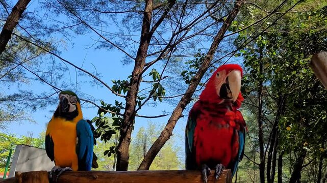 A pair of beautifully colored parrots are perched on a tree branch and ready to be photographed.