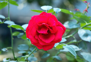 Beautiful red rose in full bloom on a garden bush, close-up.