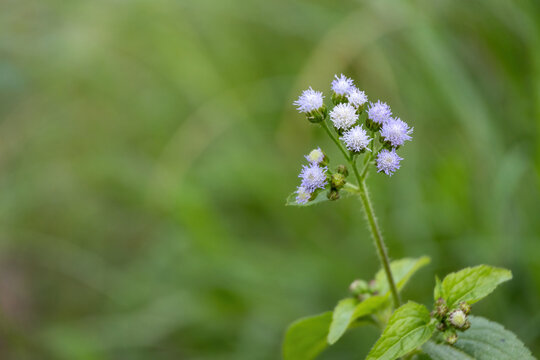 Billygoat weed (Ageratum conyzoides) flowers blooming. It's also known as Goatweed, Chickweed, Whiteweed, and mentrasto. This plant is found in croplands, pastures, grasslands, roadsides, wastelands.