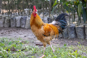 A beautiful, colorful, feathered rooster is standing in a village yard and looking at the camera. Common rooster farming in the countryside is typical in Bangladesh.