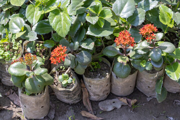 Young Jungle Geranium ( Ixora coccinea ), also known as Jungle Flame or Flame of the Woods, flower tree seedlings in soil bags are ready for planting in the garden.