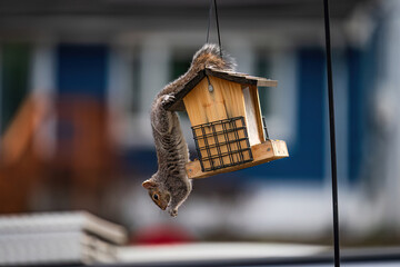 Squirrel hanging upside down eating food out of bird feeder