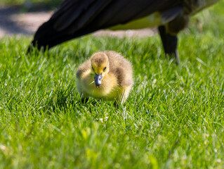 Close up of a Canadian Goose Gosling (Branta canadensis) next to an adult
