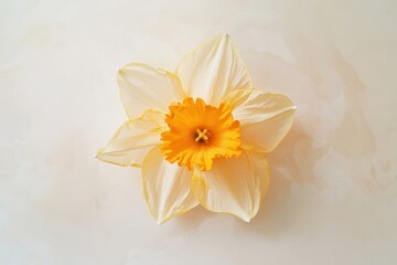 Obraz premium Delicate, pale yellow daffodil on a light beige background