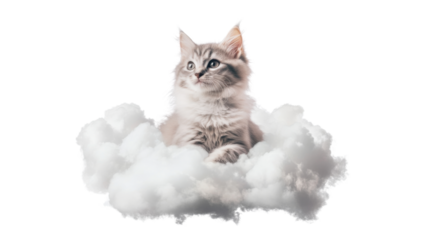 Adorable Fluffy Cat Sitting on Soft Cloud Illuminated with Gentle Light, Isolated on White Background for Dreamy and Cozy Concept