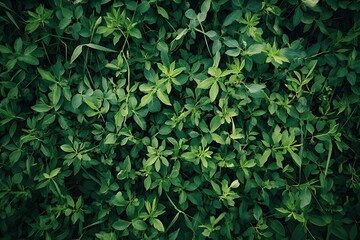 Obraz premium Green grass and leaves texture, natural foliage background in outdoor environment