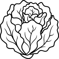 cabbage outline vector illustration, line art
