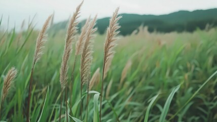 Tall Grasses with Beige Seed Heads in a Field