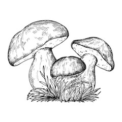 Boletus edulis composition mushrooms vintage vector sketch drawing	