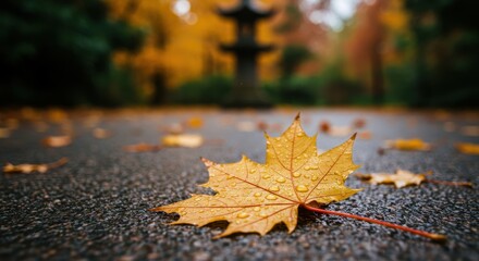 Yellow maple leaf with water droplets on a wet park path