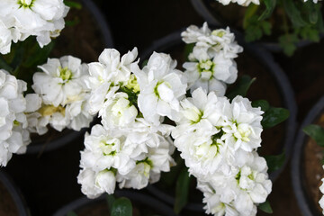White Hoary Stock, White Hoary Stock or Matthiola Incana is a member of the Brassicaceae family of flowering plants. It's also commonly known as Brompton Stock, Common Stock, White flower in garden